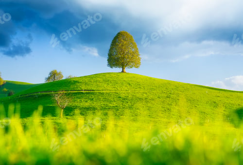 Preview: Tree on top of the hill. Landscape before sunset. Fields and pastures.