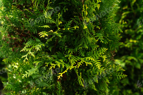 Preview: Single branch of a lush green arborvitae tree