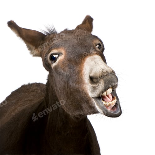 Preview: donkey (4 years)
