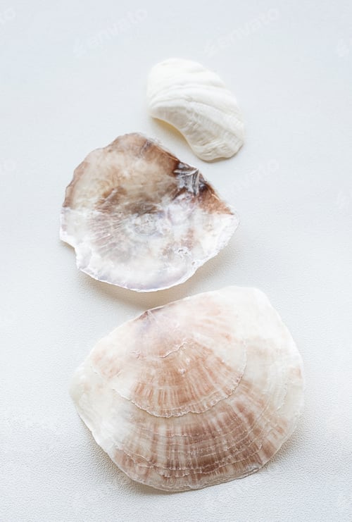 Preview: Seashells aesthetic. Minimalistic still life of sea shells.