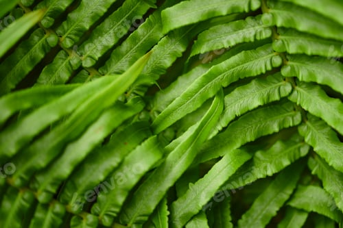 Vista previa: Fern leaf in close up shot nature background