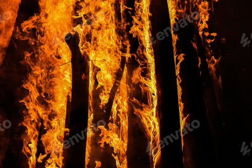 Preview: Shot of fire in a forest