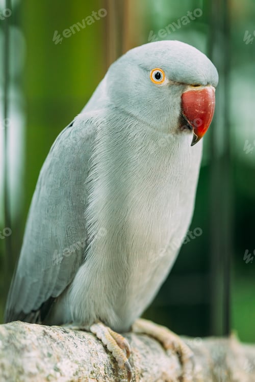 Preview: Rose-ringed Parakeet Also Known As The Ring-necked Parakeet In Z
