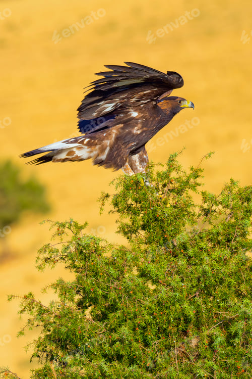 Preview: Golden Eagle, Mediterranean Forest, Spain