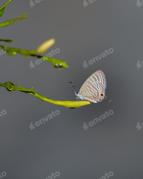 Preview: Sri Lankan Milky Cerulean (Jamides Lacteata) close-up shot.