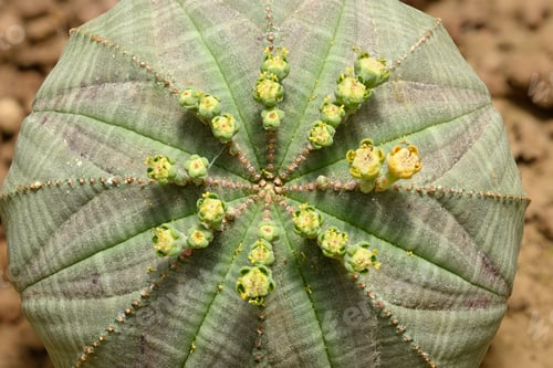 Preview: Baseball plant with flowers, Euphorbia obesa