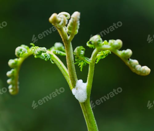 Preview: Plant With Spittlebug Foam
