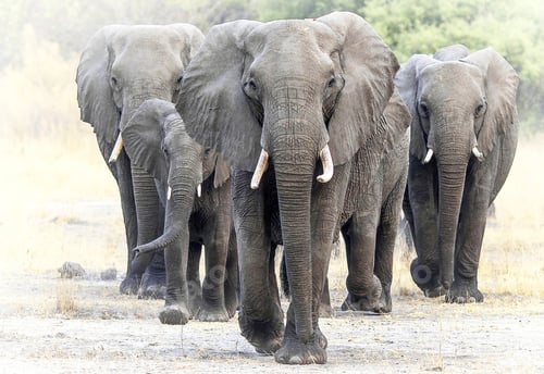 Preview: A Creative Botswana Wildlife picture of World