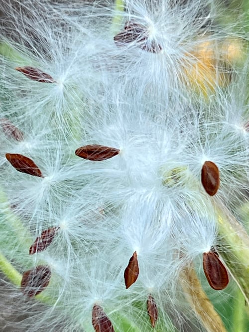 Preview: Feathery milkweed.