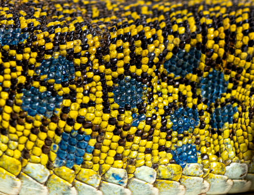 Preview: Close up view of an ocellated lizard skin showing the arrangement of its scales