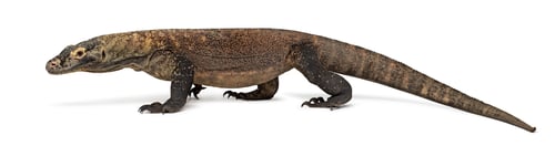 Preview: Komodo Dragon walking, isolated on white