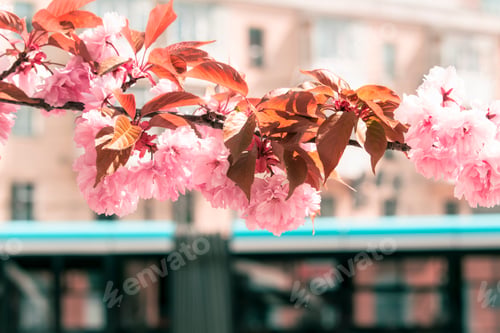 Preview: Blooming sakura branches in spring in Vinnitsa Ukraine. Japanese cherry blossoms