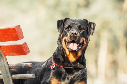 Preview: Rottweiler dog outdoor at the autumn. Fall season. Dog on a walk
