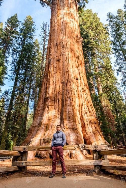 Preview: Tourist In Sequoia National Park In Front Of The Largest Tree In The World - General Sherman Tree