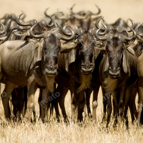 Preview: Wildebeest Masai mara Kenya