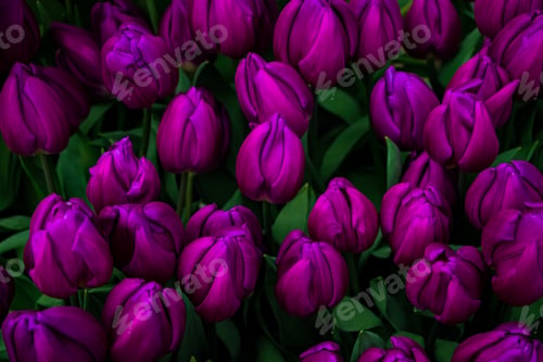 Preview: Blooming colorful tulips. Spring symbol, banner for your design.
