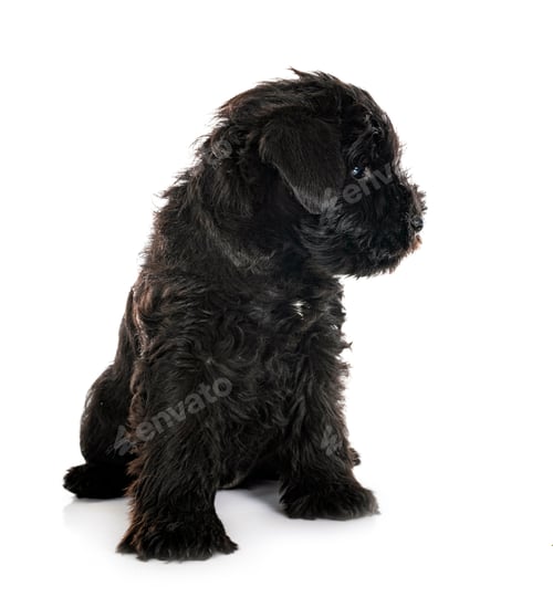Preview: black miniature schnauzer in studio