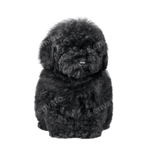 Preview: Cute maltipu puppy