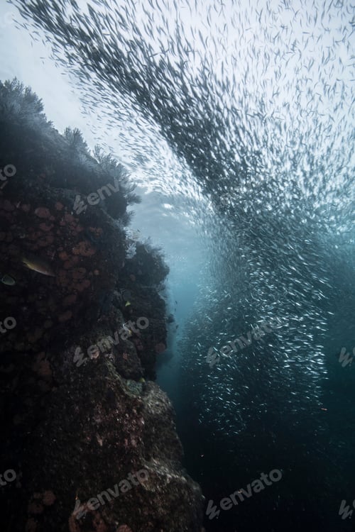 Preview: Shoals of sardine being hunted by red snappers