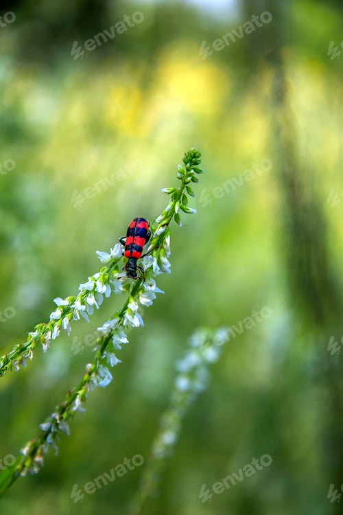 Preview: small bug