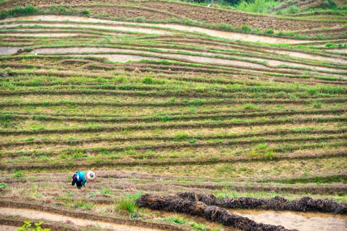 Preview: Yaoshan Mountain, Guilin, China hillside rice terraces