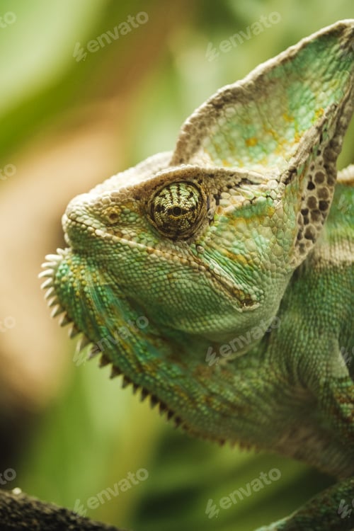 Preview: Closeup of green chameleon