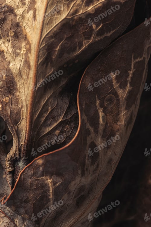 Preview: Dried protea leaf macro shot