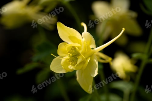 Preview: Aquilegia grandiflora in the garden.