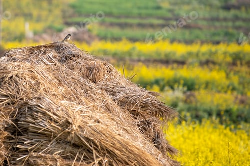 Preview: Small bird spotted in Mustard Field.
