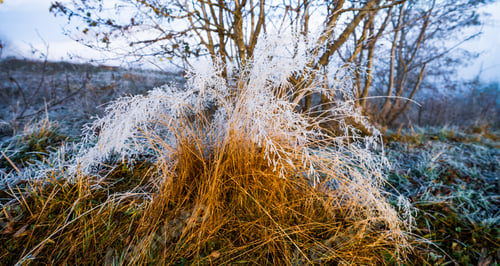 Preview: Frozen grass against the backdrop of a beautiful sky and fluffy fog
