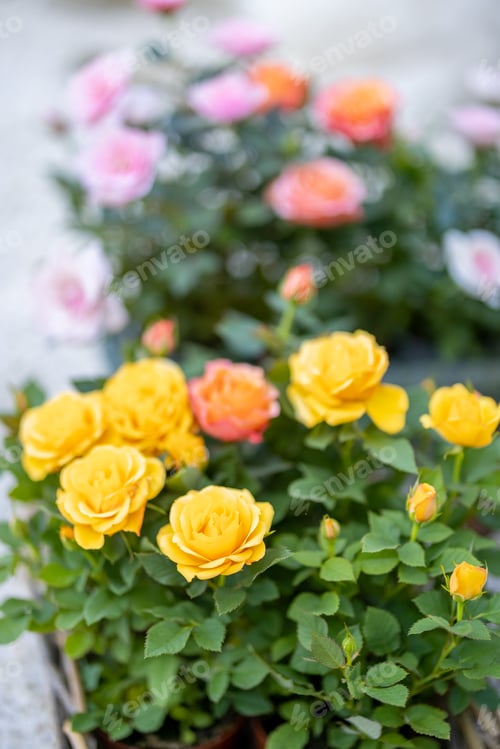 Preview: Bush roses flowers