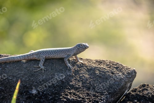 Preview: Mabuia or Noronha skink (Trachylepis atlantica) - Fernando de Noronha, Pernambuco, Brazil