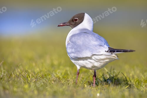 Preview: Black-headed gull bird in wetland
