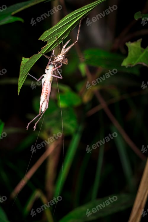 Preview: Insect With Long Antennae at Night in Belize