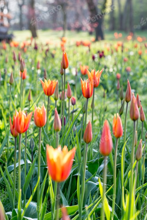 Preview: Close up of tulips with red and orange pointed blossoms.