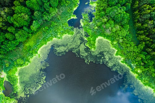 Preview: Flying above blooming algae on the lake in summer
