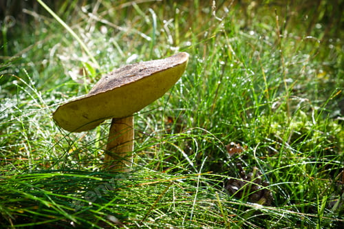 Preview: Birch bolete in the grass with dewdrop