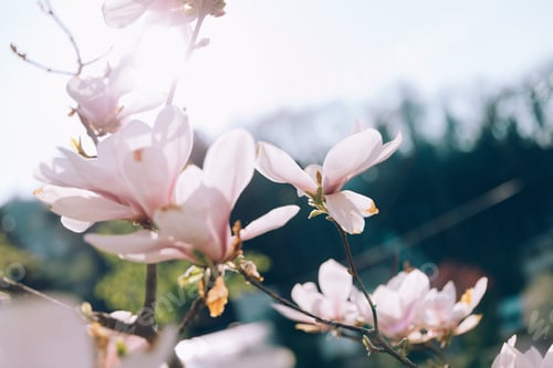 Preview: Pink magnolia branches in bloom. Tulip tree flower blossom in spring.