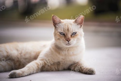 Preview: Closeup of a lying angry cat staring straight on a blurry background