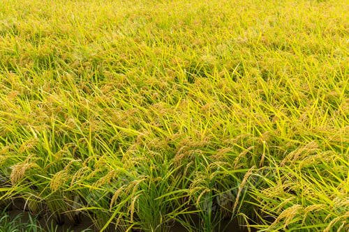 Preview: Paddy field
