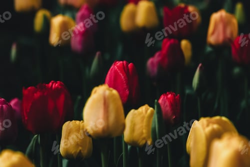 Preview: Tulips blooming in the evening garden, low key spring flowers background
