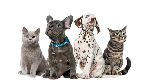 Preview: Group of kittens and puppies sitting, isolated on white