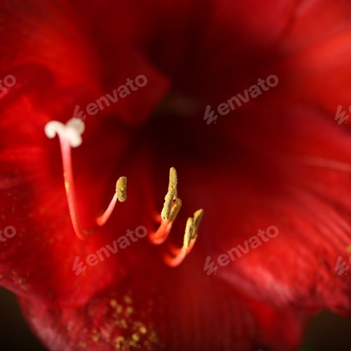Preview: Hippeastrum Flower In A Pot Young Stands On A White Background
