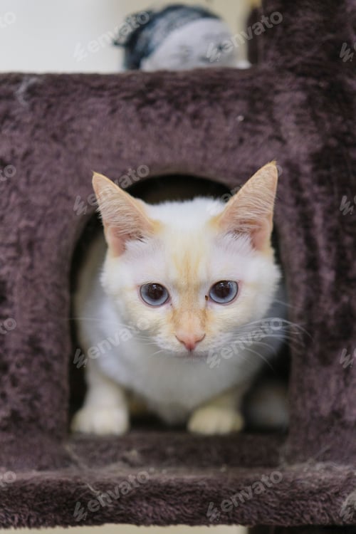 Preview: Adorable white domestic cat