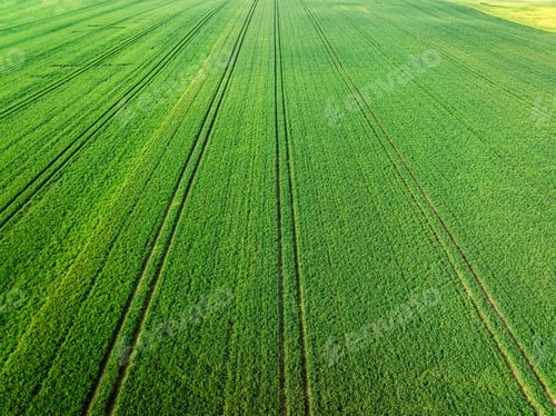 Preview: Aerial view of green field of wheat at sunrise, Poland.