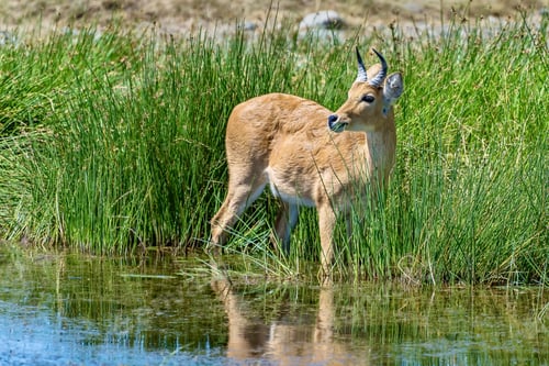 Preview: Beautiful shot of a deer near the water in the field