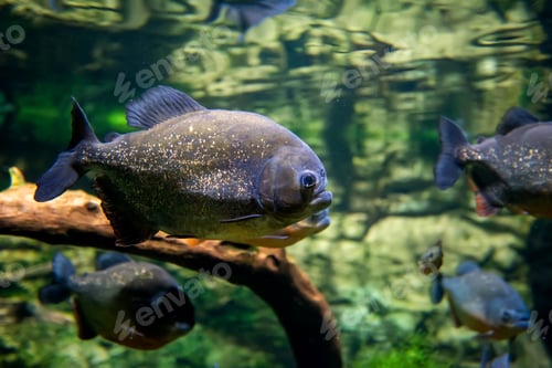 Preview: Piranha fishes in a natural environment