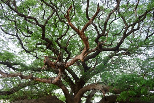 Preview: image of Giant Rain Tree background
