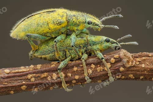 Preview: mating inset