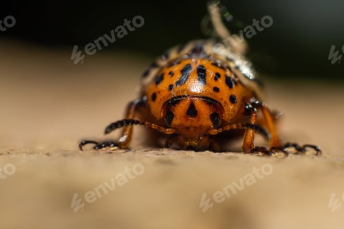 Preview: Macro shot of a Colorado potato beetle, Leptinotarsa decemlineata
